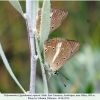 polyommatus ripartii altyagach male2